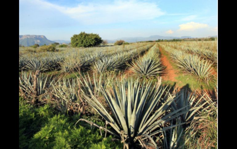 Según cifras de la CNIT, en lo que va de 2014, se han vendido 107 mil litros de tequila a China. EL INFORMADOR ARCHIVO  /