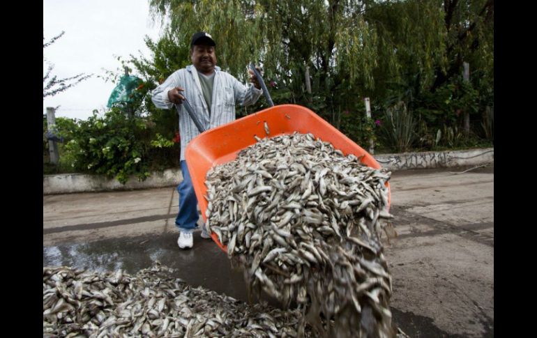Millones de peces de la especie conocida como ''Popocha'' han muerto en la Laguna de Cajititlán. AFP ARCHIVO /