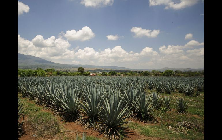 Las 18 empresas que producen tequila orgánico elaboran 31 mil litros de la bebida al año. EL INFORMADOR  ARCHIVO  /