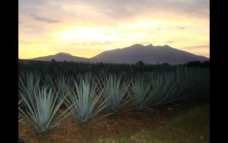 El tequila orgánico aumenta su precio 30%, por lo que no tiene un amplio mercado en México. NTX ARCHIVO /