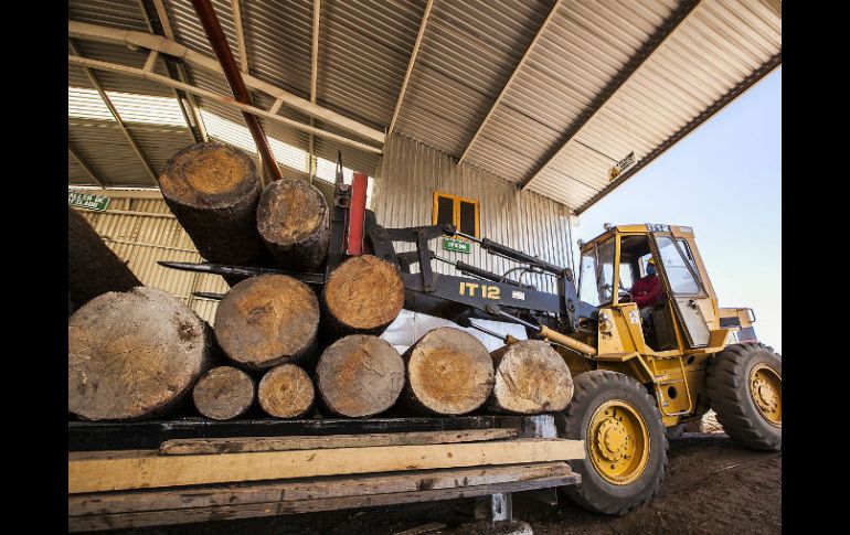 El total del producto forestal asegurado equivale a 175 metros cúbicos de madera de pino en rollo. EL INFORMADOR ARCHIVO /