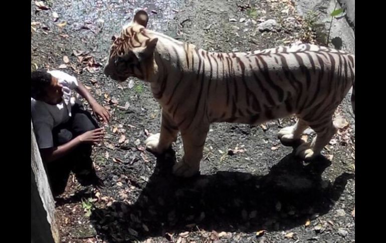 El tigre macho, que vive en una isla arbolada, atrapa al joven en el foso. AFP / Delhi Police