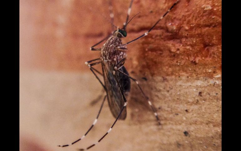 La vacuna contra el dengue podría llegar a México a finales de 2015 o principios de 2016. EL INFORMADOR / ARCHIVO