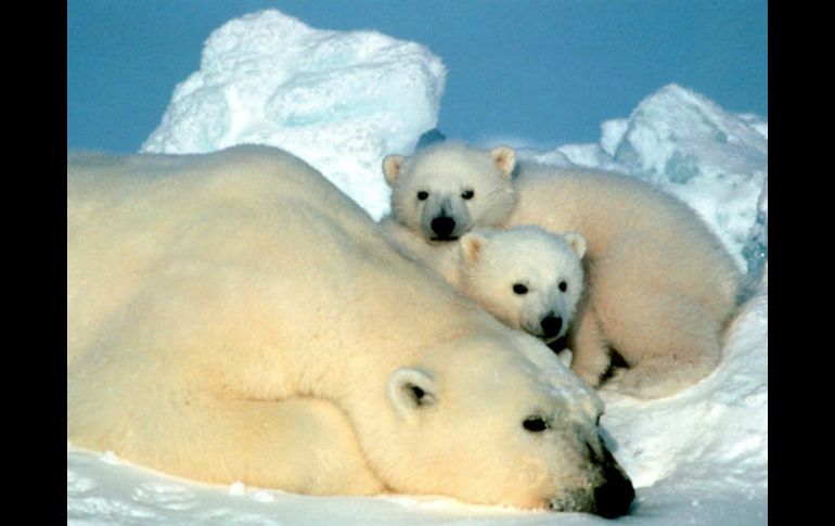 El oso polar es una de las 32 especies migrantes que la CMS considera que necesita protección urgente. AP / ARCHIVO