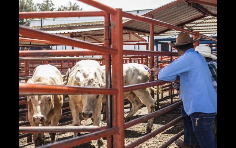 La Seder indica que estos proyectos mejorarán la comercialización del ganado de carne y de la leche que se produce en Jalisco. EL INFORMADOR / ARCHIVO