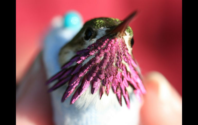 Para capturar los colibríes y colocarles las bandas es necesario tener permisos federales y estatales porque están protegidos. AP / L. Urban