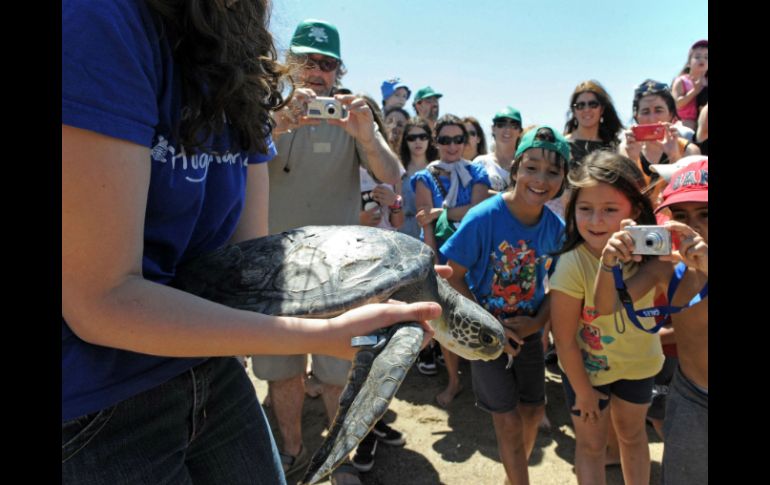Las tortugas se encontraron a lo largo de la costa uruguaya el pasado junio. AFP / M. Rojo