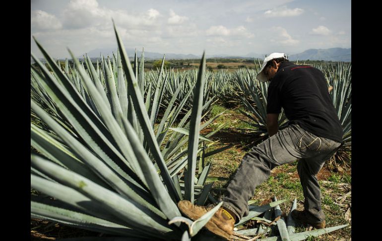 En el campo mexicano hay 100 mil hectáreas de agave, de las que se abastecen mil 640 marcas de tequila. EL INFORMADOR / ARCHIVO