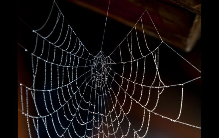 La 'seda de araña' contiene por lo menos un 20 por ciento de los componentes que se encuentran en las  telas de araña. EFE / ARCHIVO