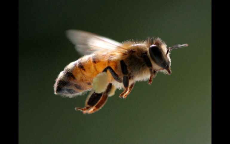 Las abejas pueden anidarse en árboles plantas, pero también en cajas, latas, baldes o llantas. EFE / ARCHIVO