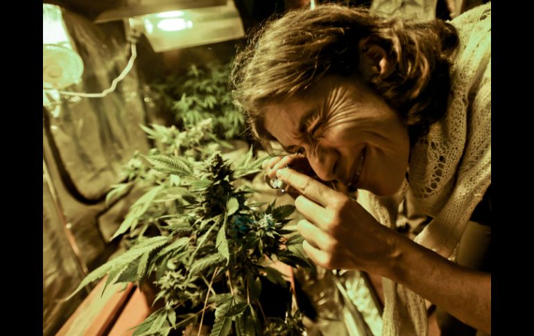 Todo ciudadano uruguayo que desee cultivar marihuana en su casa puede solicitar una licencia de productor. AP / M. Campodonico