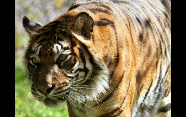 La tigresa 'Hana' vive en cautiverio en el zoo de Jerusalén donde exhiben animales que aparecen en la Biblia. AFP / G. Cohen Magen
