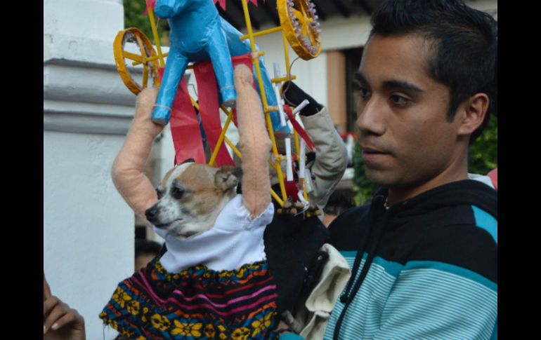 La perrita 'Shaina', disfrazada del Torito de Carnaval de Ojeda, obtiene este año el primer lugar, una despensa y mil pesos. NTX / ESPECIAL