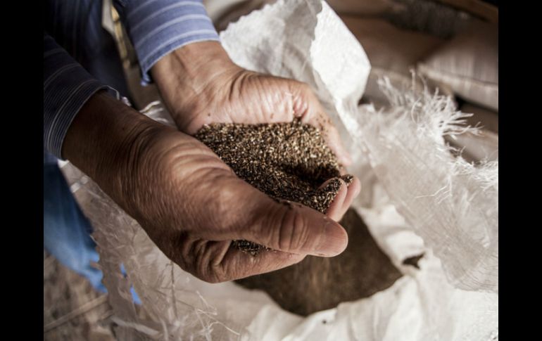 Jalisco es el mayor estado productor de la semilla en el país. EL INFORMADOR / ARCHIVO