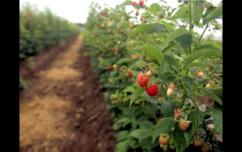 En el caso de los berries (frambuesa, zarzamora, arándano y fresa), explican que se siembran alrededor de cuatro mil hectáreas. EL INFORMADOR / ARCHIVO