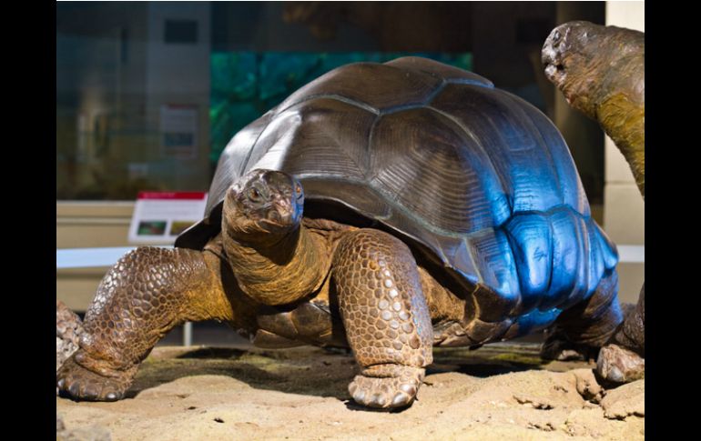 Son referidas como las tortugas más grandes y longevas del mundo, llegan a vivir más de 100 años. NTX / ESPECIAL