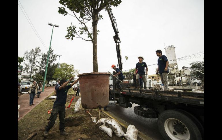 En el corredor de la Línea 3, se han retirado 245 árboles y han sido trasplantados 125. EL INFORMADOR / J. Mendoza