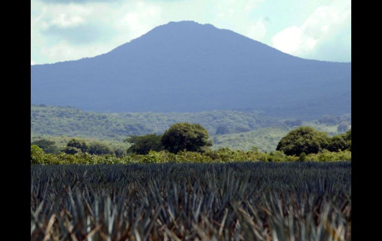 La Ruta, donde se disfruta de atractivos turísticos y culturales, la conforman los municipios que rodean al Volcán de Tequila. EL INFORMADOR / ARCHIVO