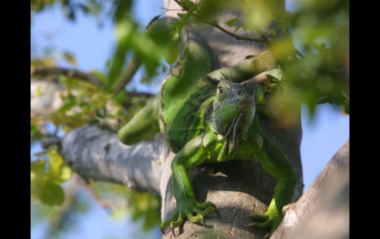 La iguana verde vive en árboles, aunque se le ha encontrado en zonas rurales. EL INFORMADOR / ARCHIVO