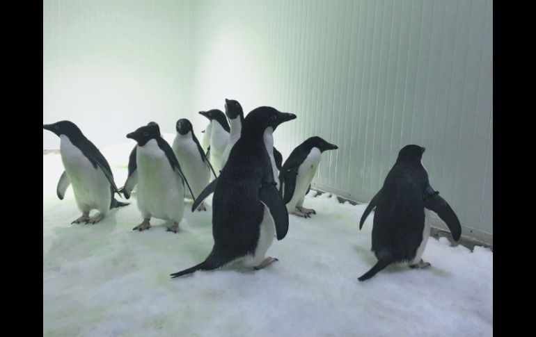 El Zoológico de Guadalajara contará con los únicos ejemplares de pingüinos antárticos en el país. ESPECIAL / Zoológico de Guadalajara