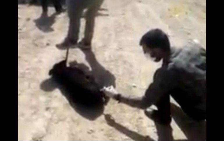 La vicepresidenta de Irán pidió acabar con estos métodos no convencionales de control de población de perros vagabundos. YOUTUBE / Reza Zadahmad