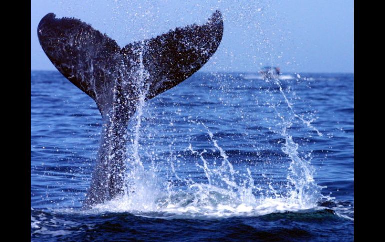 La ballena rorcual pertenece al mayor grupo de los cetáceos barbados. EL INFORMADOR / ARCHIVO