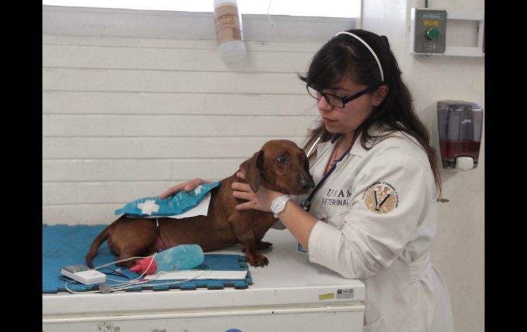 Es necesario ir de inmediato con el veterinario si se tiene una sospecha de que el perro se tragó un objeto. NTX / ARCHIVO
