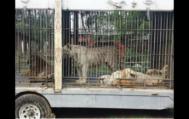 Los animales recibían un mal trato por parte del parque Africam Bio Zoo. TWITTER / @PROFEPA_Mx