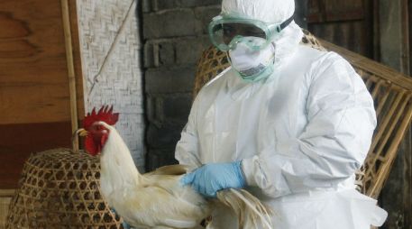 Jalisco lidera la producción de huevo en México; en 2012 la gripe aviar afectó a 44 granjas. EFE / ARCHIVO