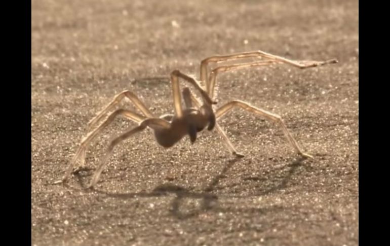 Encontrada en Marruecos, la Cebrennus rechenbergi es una araña muy ágil que huye de sus depredadores con acrobacias. YOUTUBE / SciNews