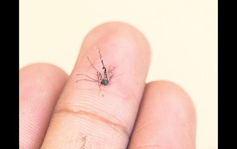 CONTAGIO. El mosco Aedes Aegypti es el que transmite el chikungunya y el dengue. EL INFORMADOR /