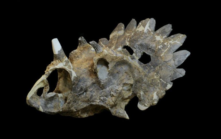 El ejemplar es el primero de un dinosaurio con cuernos hallado en esa región de América del Norte. EFE / S. Sabrowski