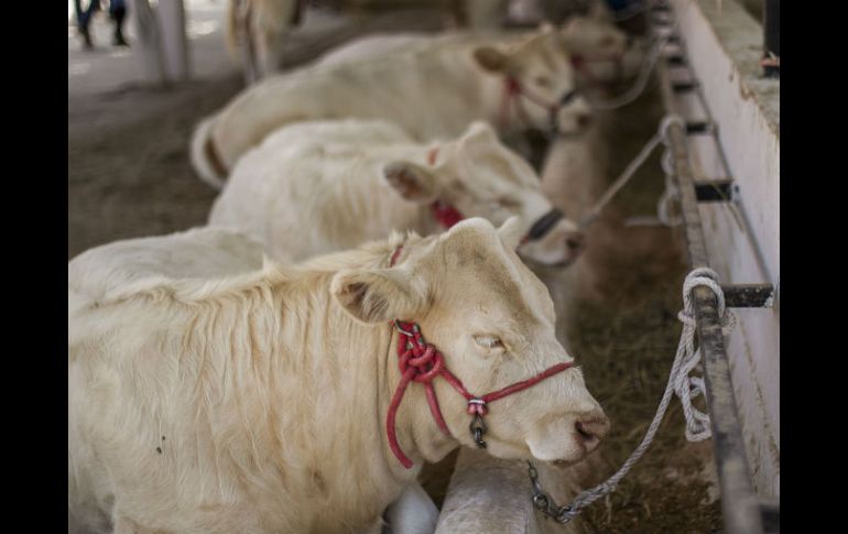 En 2013 se produjeron 209 mil toneladas de carne, mientras que en 2014 se cerró con un total de 204 mil toneladas. EL INFORMADOR / ARCHIVO