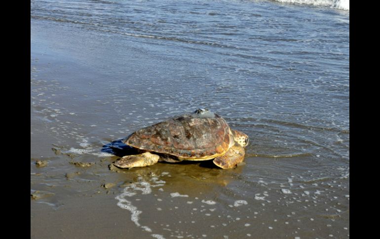 El gobierno de México lleva a cabo acciones concretas en el Golfo de Ulloa, para la protección de la tortuga amarilla. EFE / ARCHIVO