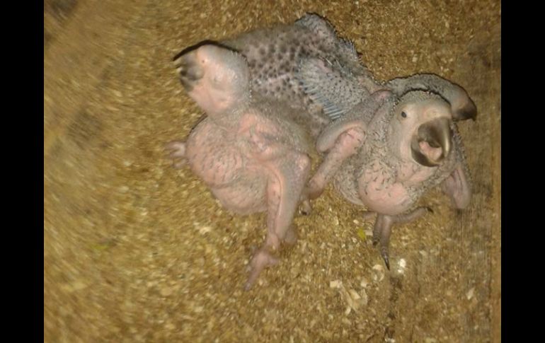 Aseguran que los tres polluelos nacieron de forma natural y han sido criados por sus padres sin intervención humana. EL INFORMADOR / A. Muñoz
