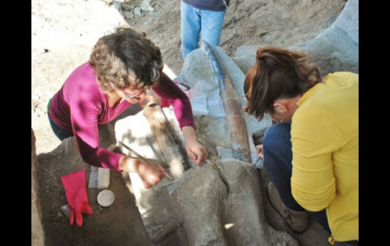 Los restos óseos son localizados por trabajadores del INAH en mayo de 2014 y no se tiene noticia de otro hallazgo tan completo. ESPECIAL / inah.gob.mx