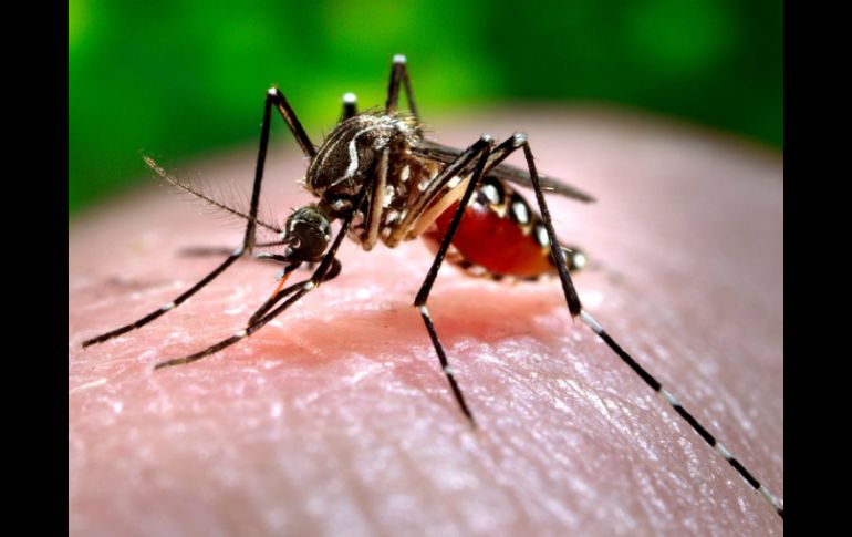 El virus del chikungunya se transmite a través de las picaduras de mosquito, al igual que el dengue. AP / ARCHIVO
