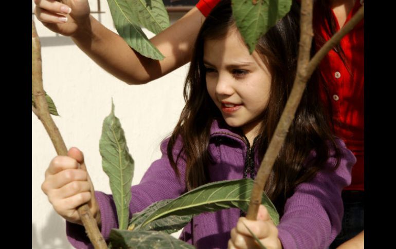 Enseñanza. A los niños es importante recordarles la importancia de cuidar los árboles. EL INFORMADOR / ARCHIVO