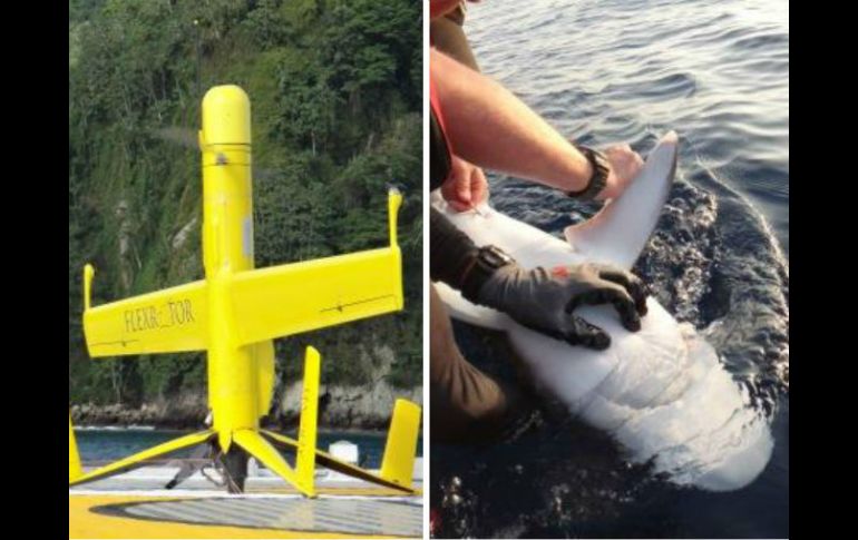 Los drones y otros recursos de alta tecnología son usados para estudiar los patrones migratorios de los tiburones y tortugas. ESPECIAL / www.pretoma.org