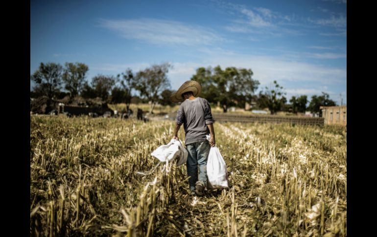 En general están aseguradas 367 mil 638 hectáreas de maíz de los 81 municipios de Guerrero. EL INFORMADOR / ARCHIVO