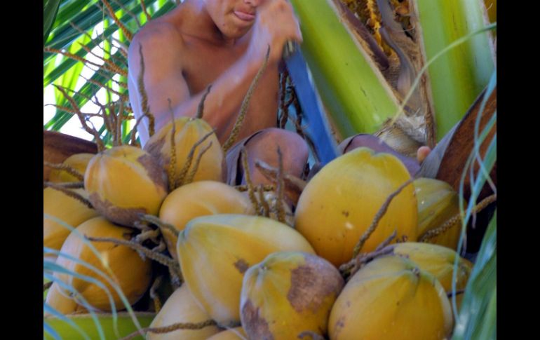 El coco es una fruta explotable en todo su material: desde el agua, la pulpa y el aceite, hasta su cubierta. EL INFORMADOR / ARCHIVO