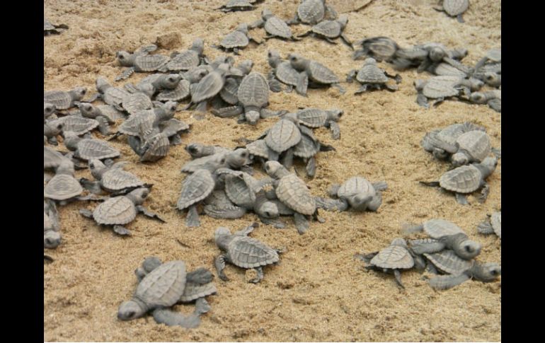 Las tortugas estaban destinadas al mercado negro de la provincia sureña de Cantón, donde son consideradas un manjar. SUN / ARCHIVO