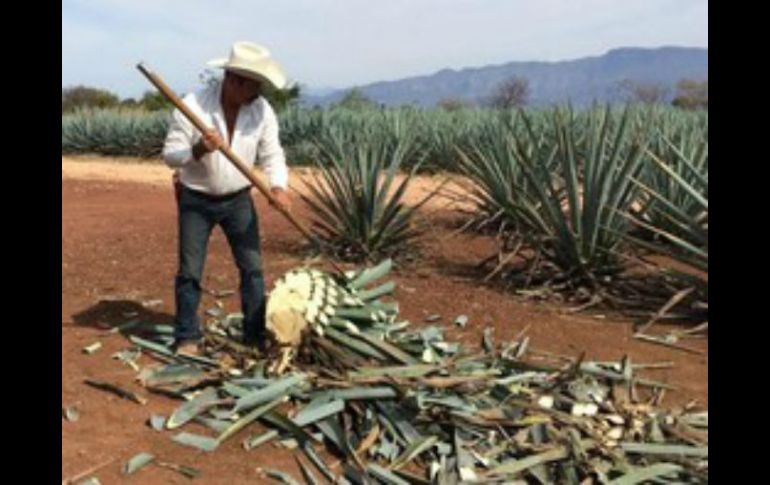 Con la denominación de origen,se espera proteger al tequila de las bebidas ilegales. EL INFORMADOR / ARCHIVO