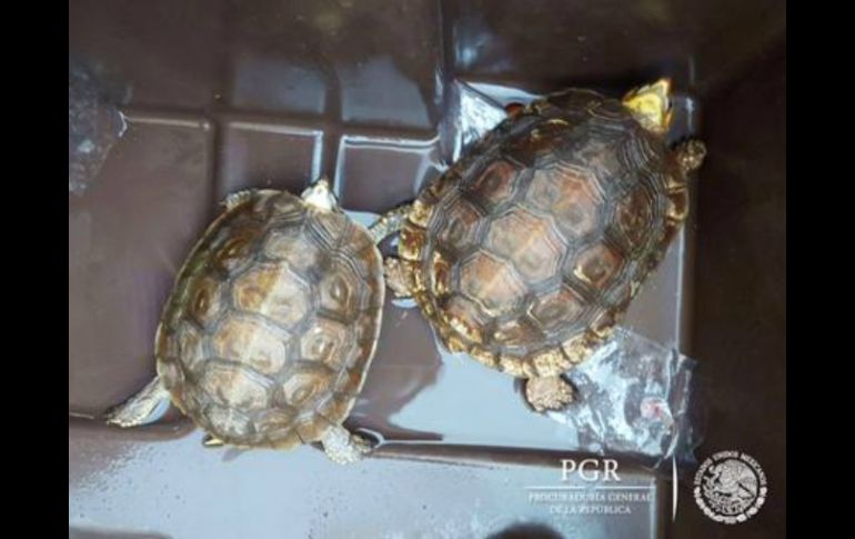 Las siete tortugas quedaron a disposición de la Subprocuraduría de Control Regional, Procedimientos Penales y Amparo. TWITTER / @PGR_Jal