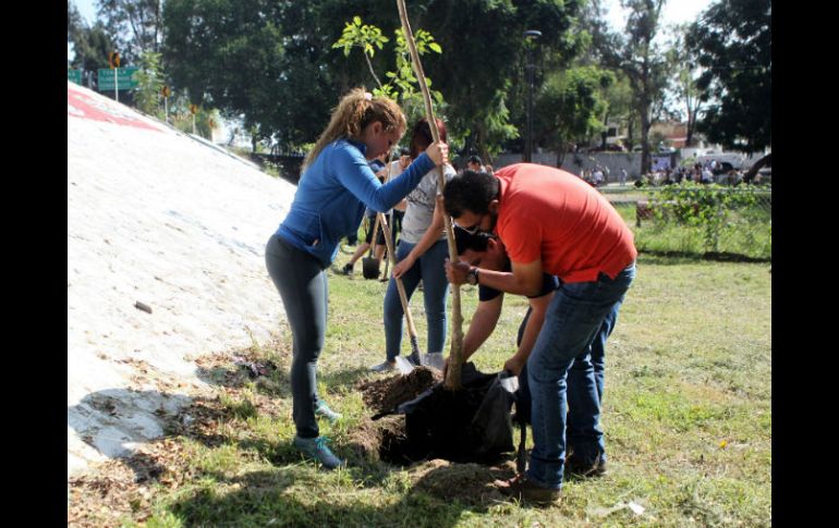 Ayer hubo plantación de ejemplares en el Parque Hundido en Guadalajara. EL INFORMADOR / A. Hinojosa