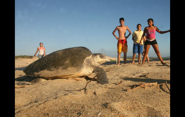 El programa de promoción 'Preservación de la tortuga marina' es un producto turístico sostenible. EL INFORMADOR / ARCHIVO