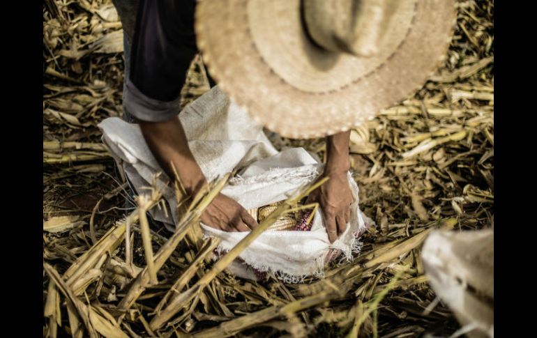 Estiman que entre diez mil y veinte mil trabajadores del campo son víctimas de envenenamiento por los efectos del uso de pesticidas. EL INFORMADOR / ARCHIVO