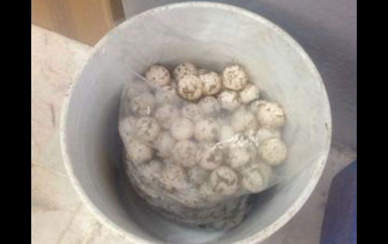 Los huevos de tortuga fueron sepultados en una playa para su desintegración. TWITTER / @PROFEPA_Mx