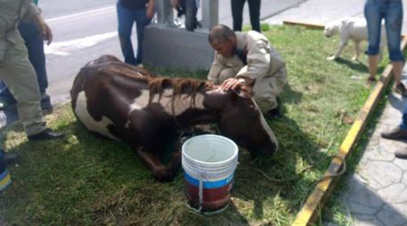 El animal que fue usado durante la Romería fue abandonado sobre avenida Vallarta. FACEBOOK / Enrique Aubry