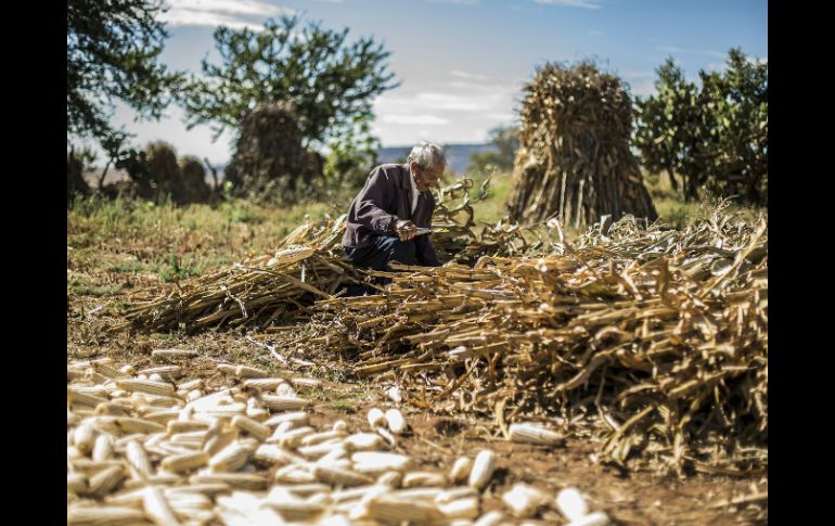Miles de hectáreas se ven afectadas por la sequía en Guerrero. EL INFORMADOR / ARCHIVO